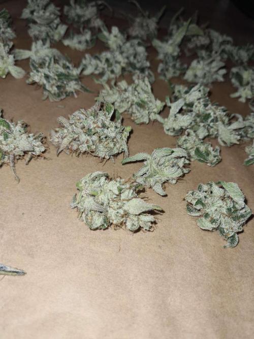 RQS / Green Gelato Auto. Week 12