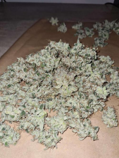 RQS / Green Gelato Auto. Week 12