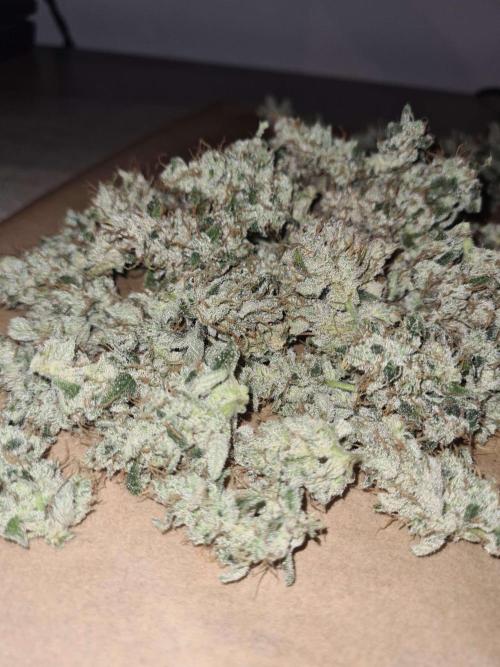 RQS / Green Gelato Auto. Week 12