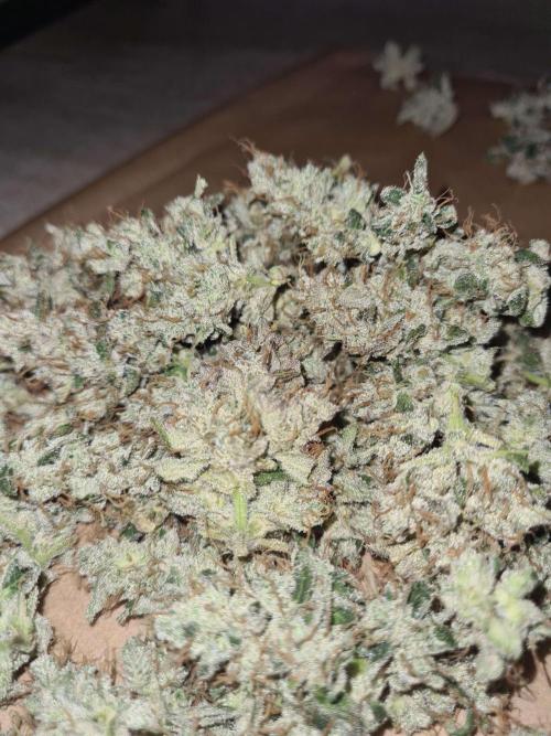 RQS / Green Gelato Auto. Week 12