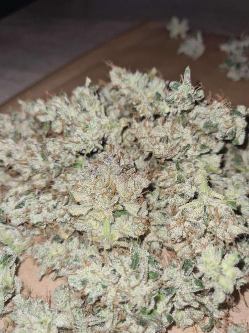 RQS / Green Gelato Auto. Week 12