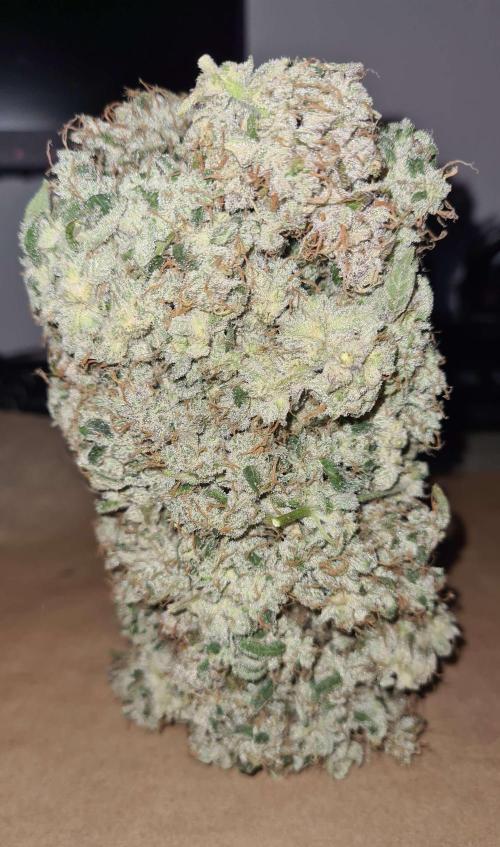 RQS / Green Gelato Auto. Week 12