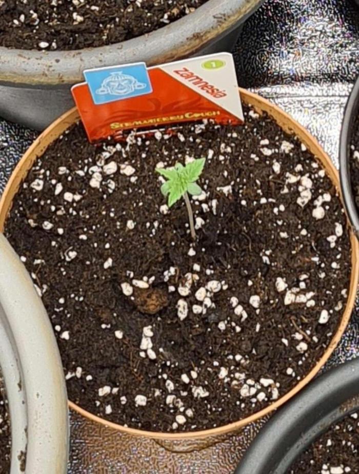 Strawberry Cough (Zamnesia Seeds). Week 1