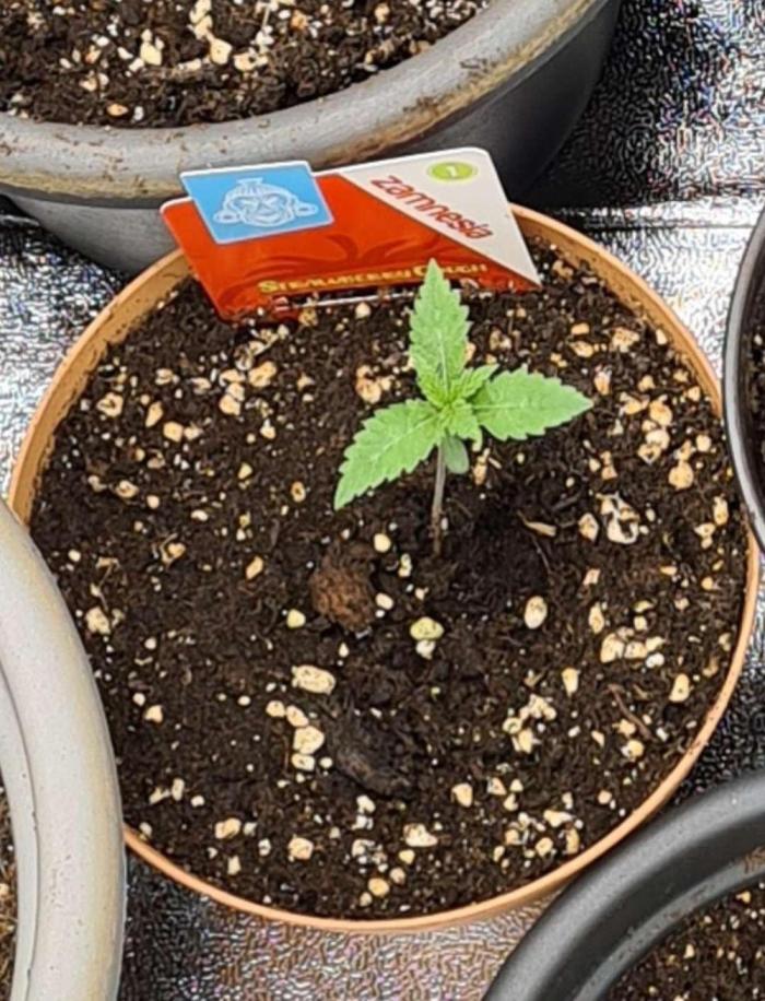 Strawberry Cough (Zamnesia Seeds). Week 2 - # tag 8