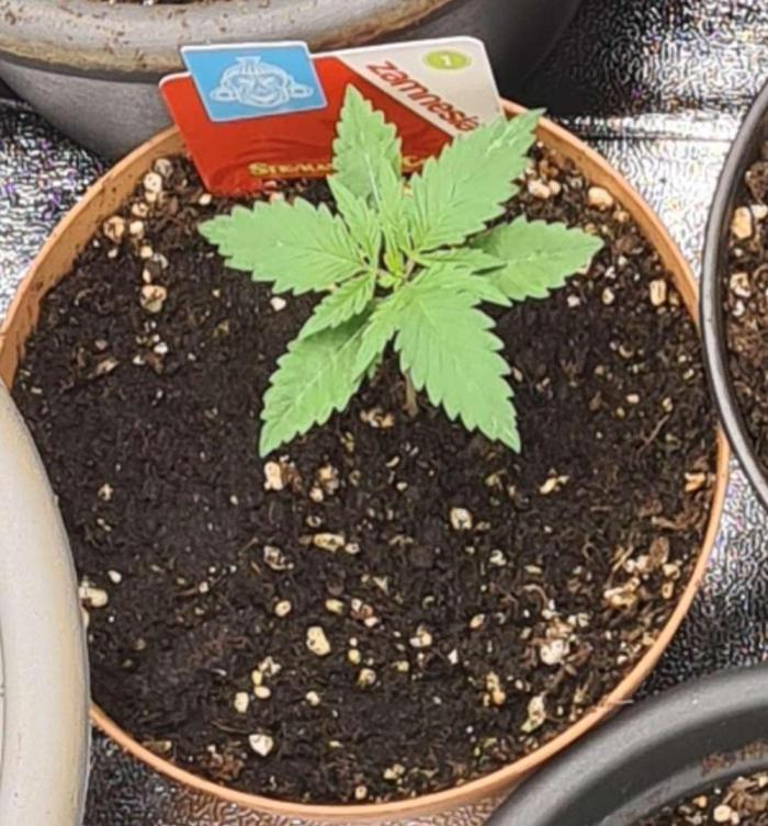 Strawberry Cough (Zamnesia Seeds). Week 3