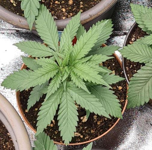 Strawberry Cough (Zamnesia Seeds). Week 4