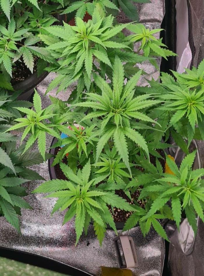 Strawberry Cough (Zamnesia Seeds). Week 6