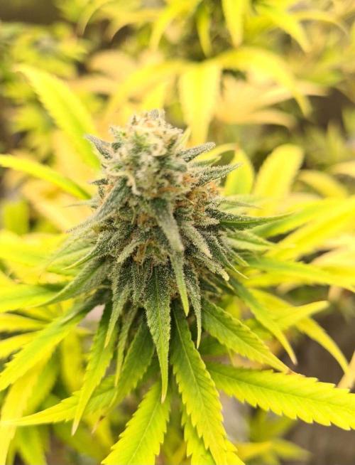 Strawberry Cough (Zamnesia Seeds). Week 16