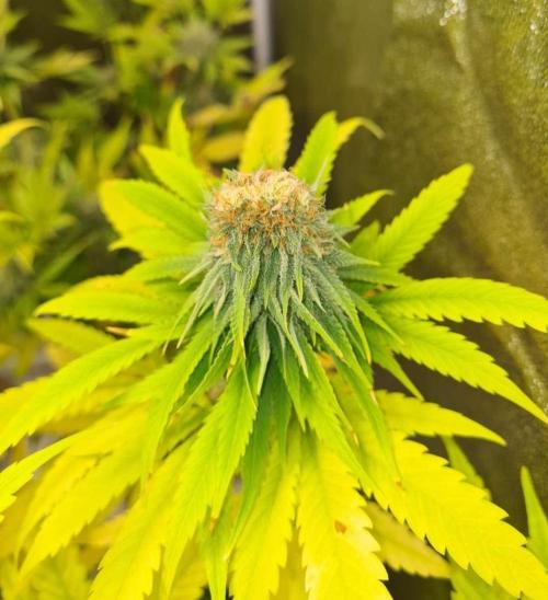 Strawberry Cough (Zamnesia Seeds). Week 16