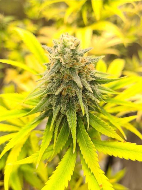 Strawberry Cough (Zamnesia Seeds). Week 16