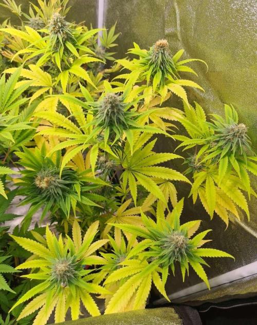 Strawberry Cough (Zamnesia Seeds). Week 16