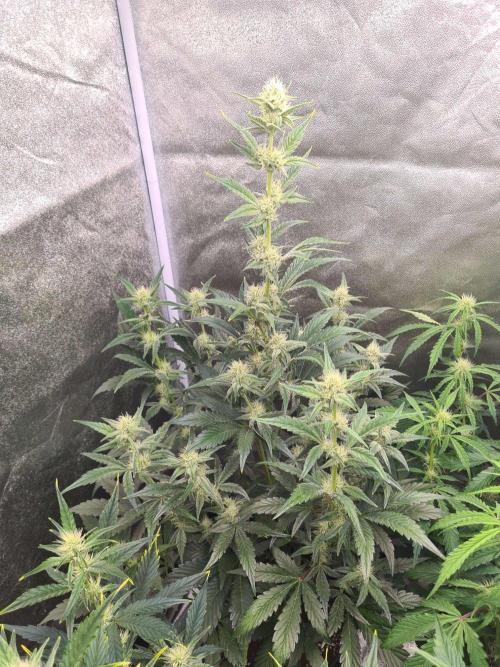 RQS / Sherbet Queen Auto. Week 5