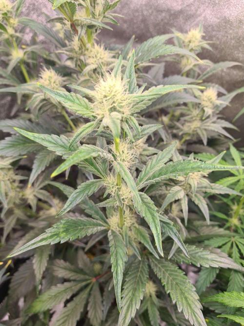 RQS / Sherbet Queen Auto. Week 5