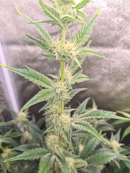 RQS / Sherbet Queen Auto. Week 5