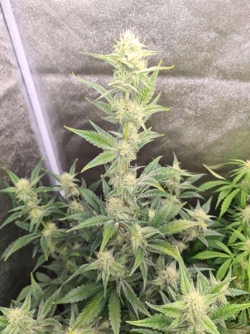 RQS / Sherbet Queen Auto. Week 5