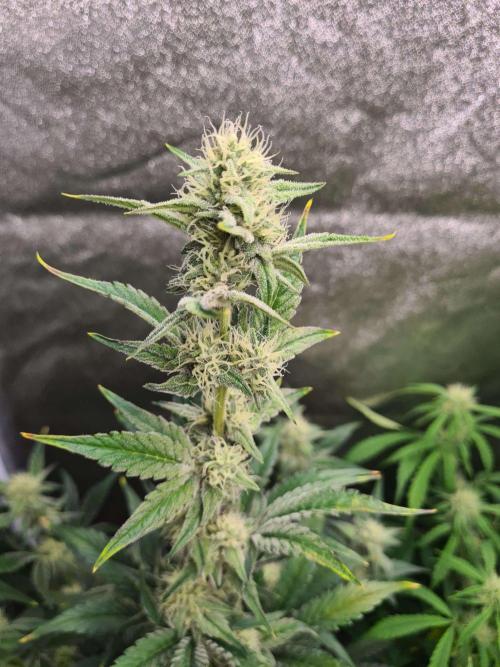 RQS / Sherbet Queen Auto. Week 5