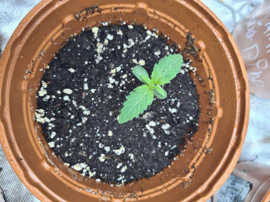 RQS / Sherbet Queen Auto. Week 1