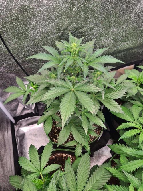 RQS / Sherbet Queen Auto. Week 4