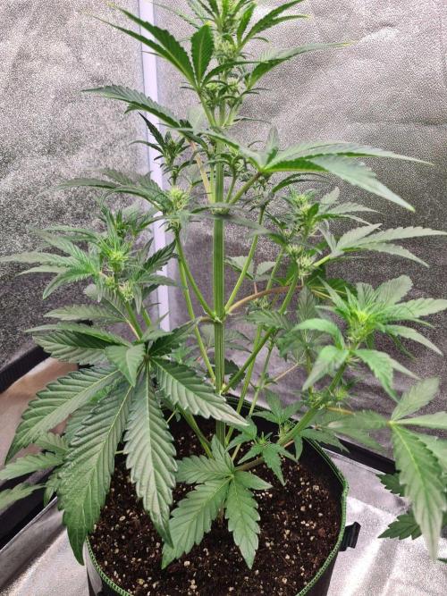 RQS / Sherbet Queen Auto. Week 4