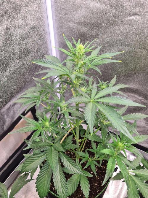 RQS / Sherbet Queen Auto. Week 4
