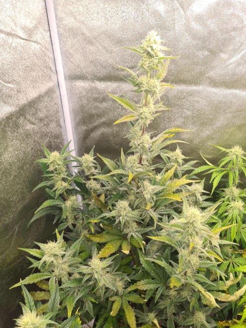 Sherbet Queen Auto. Week 6