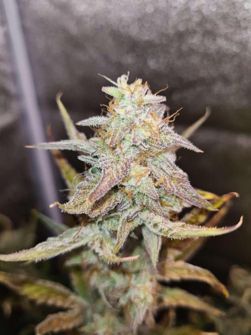 RQS / Sherbet Queen Auto. Week 7