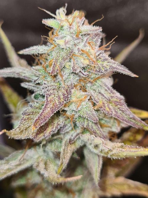 RQS / Sherbet Queen Auto. Week 7