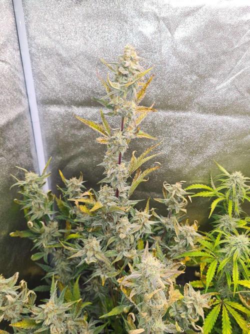 RQS / Sherbet Queen Auto. Week 7