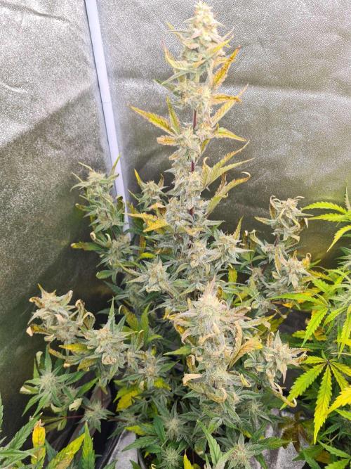 RQS / Sherbet Queen Auto. Week 7