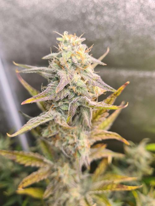 RQS / Sherbet Queen Auto. Week 7