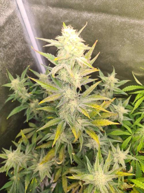 RQS / Sherbet Queen Auto. Week 6