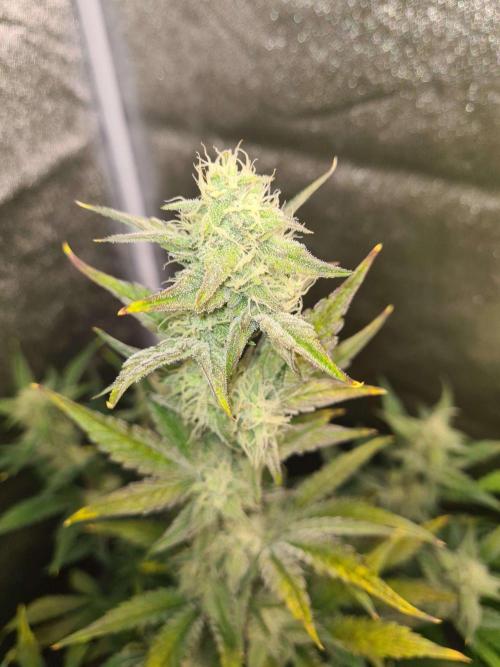 RQS / Sherbet Queen Auto. Week 6