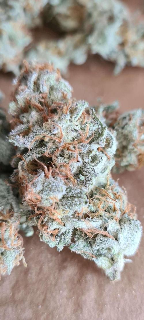 RQS / Sherbet Queen Auto. Week 8