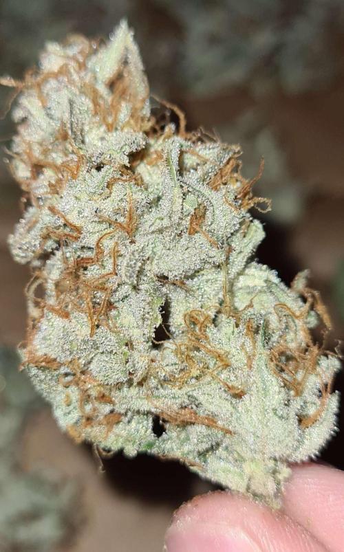 RQS / Sherbet Queen Auto. Week 8