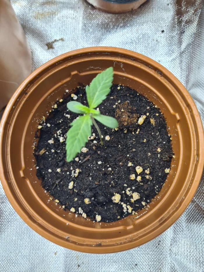 Frosted Zinn x 3 Bears OG Auto(Barney's). Week 1