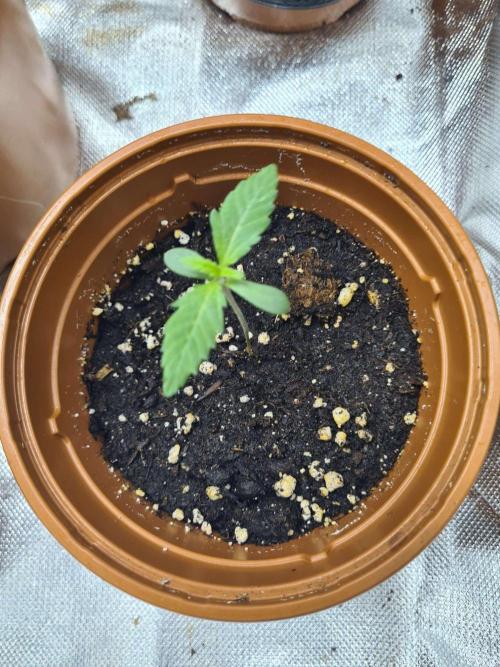 Frosted Zinn x 3 Bears OG Auto. Week 1
