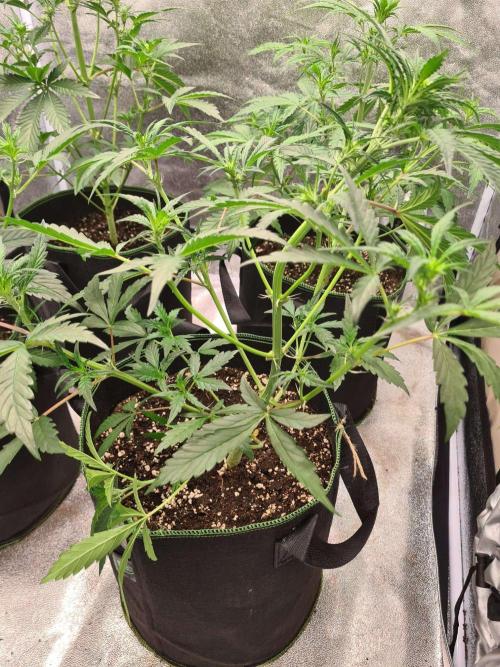 Frosted Zinn x 3 Bears OG Auto(Barney's). Week 4
