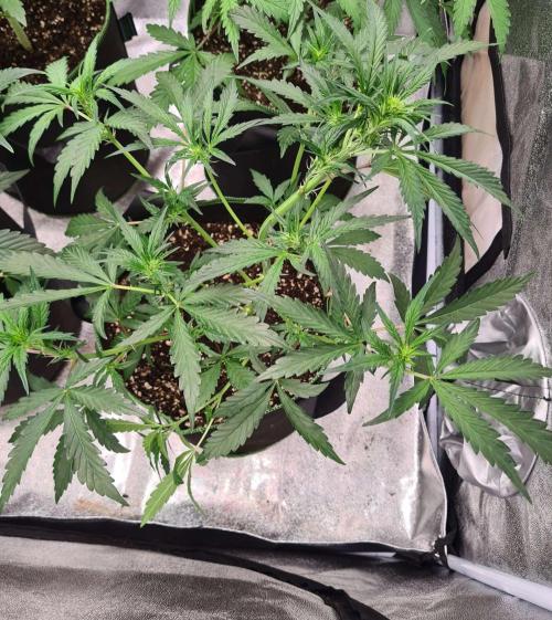 Frosted Zinn x 3 Bears OG Auto(Barney's). Week 4