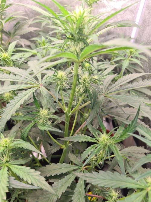 Frosted Zinn x 3 Bears OG Auto. Week 6