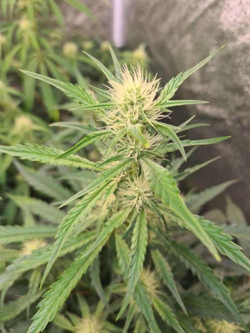 Frosted Zinn x 3 Bears OG Auto(Barney's). Week 6