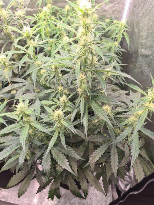 Frosted Zinn x 3 Bears OG Auto(Barney's). Week 6