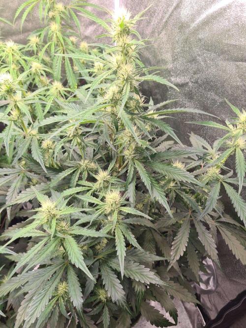 Frosted Zinn x 3 Bears OG Auto(Barney's). Week 6