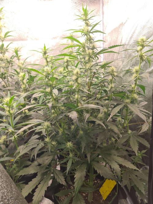 Frosted Zinn x 3 Bears OG Auto(Barney's). Week 6