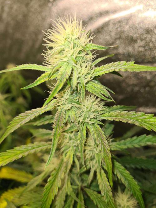 Frosted Zinn x 3 Bears OG Auto. Week 7
