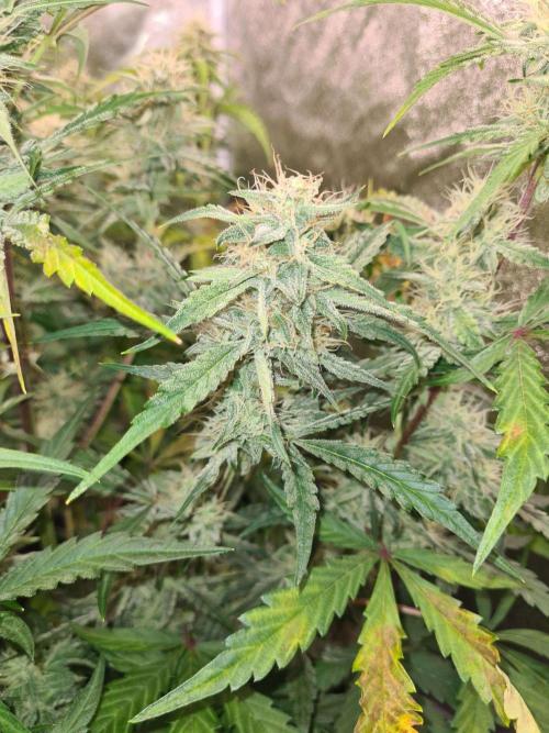 Frosted Zinn x 3 Bears OG Auto. Week 8