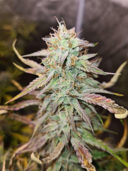 Frosted Zinn x 3 Bears OG Auto. Week 9