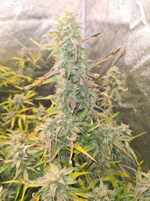 Frosted Zinn x 3 Bears OG Auto(Barney's). Week 10