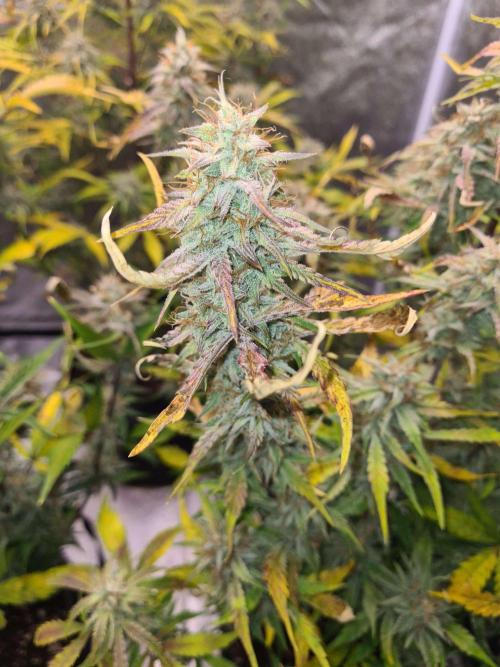 Frosted Zinn x 3 Bears OG Auto(Barney's). Week 10