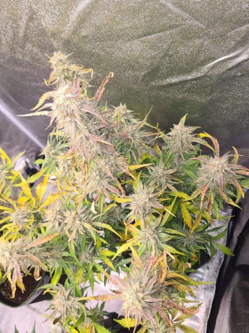 Frosted Zinn x 3 Bears OG Auto(Barney's). Week 10