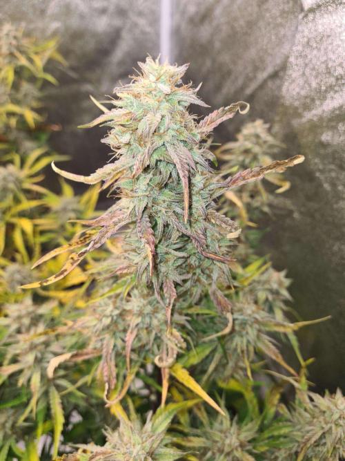 Frosted Zinn x 3 Bears OG Auto(Barney's). Week 10